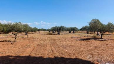 Terreno agricolo 