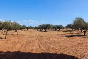Terreno agricolo 