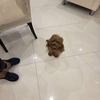 Mini Toy e piccoli Toy di due mesi barboncino red