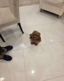 Mini Toy e piccoli Toy di due mesi barboncino red