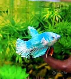 Betta