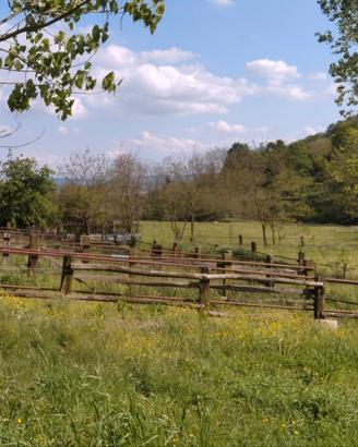 Offriamo terreno per apicoltura