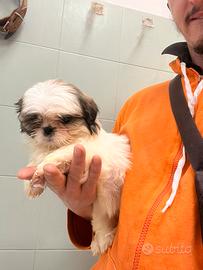 Cuccioli di shih tzu