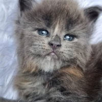 Cuccioli Maine Coon