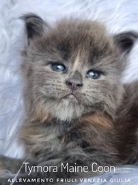 Cuccioli Maine Coon