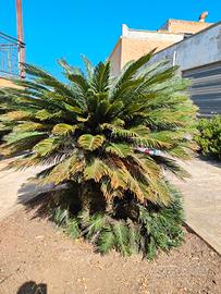 palma cycas revoluta