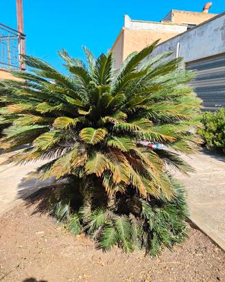 palma cycas revoluta