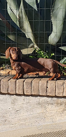 Bassotto per acoppiamento