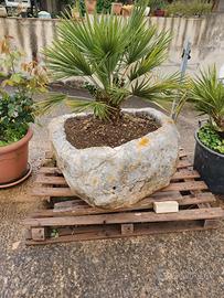 Scifo palma sicilina