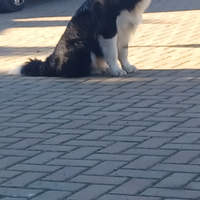 Border collie per accoppiamento