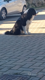Border collie per accoppiamento