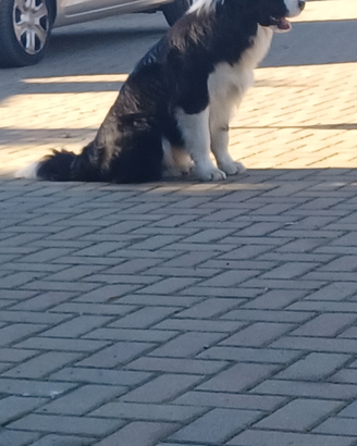 Border collie per accoppiamento