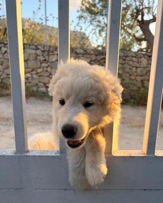 Cuccioli di cane