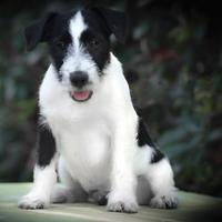 Parson Russell Terrier maschio