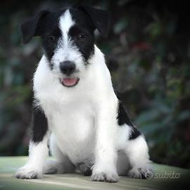 Parson Russell Terrier maschio