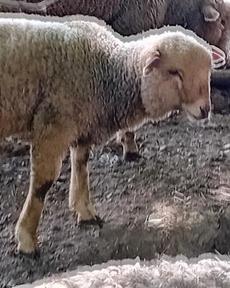 Agnelle