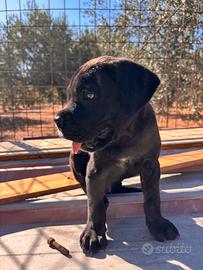 Cane corso