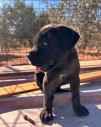 Cane corso