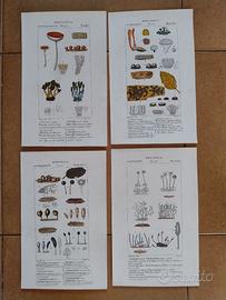 Litografie Botanica Zoologia 1831 Batelli Firenze
