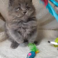 Gattina scottish straight ( British) longhair