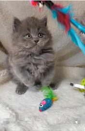 Gattina scottish straight ( British) longhair