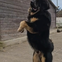 Stallone di mastino tibetano