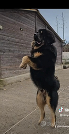 Stallone di mastino tibetano