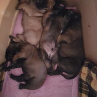 Bullmastiff cuccioli