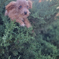 Cucciolo maltipoo toy