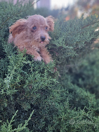 Cucciolo maltipoo toy