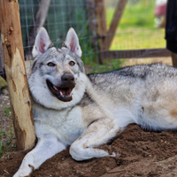 Cuccioli canelupo cecoslovacco