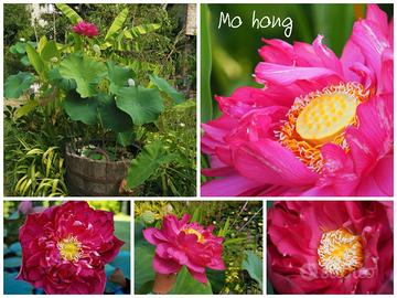Fiori di loto