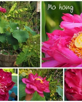 Fiori di loto