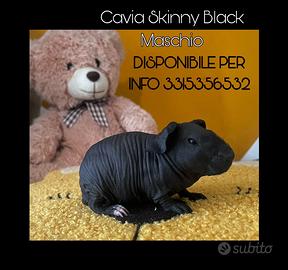 Cavia skinny nera cucciolo