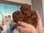 Immagine 4