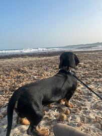 Bassotto Tedesco per monta