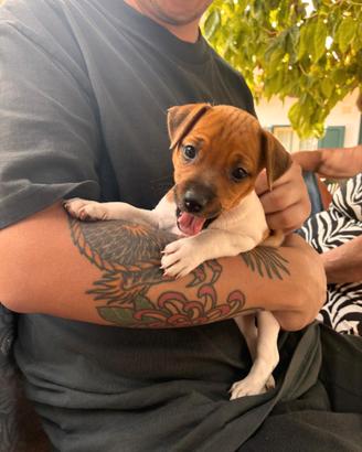 Cuccioli di jack Russell due femmine e un maschio