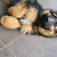 Cucciolo pastore tedesco