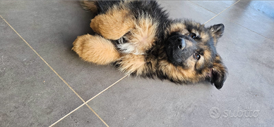 Cucciolo pastore tedesco