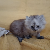 Animali