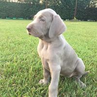 Cuccioli weimaraner grigio argento