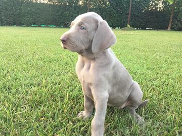 Cuccioli weimaraner grigio argento