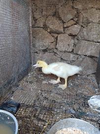 Pulcino di anatra muta