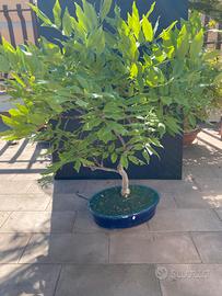 Glicine bonsai fiore viola
