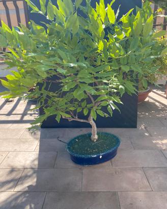 Glicine bonsai fiore viola