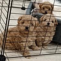 Cuccioli di maltipoo