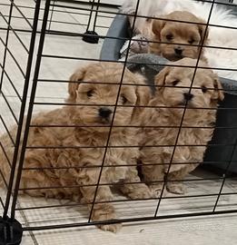 Cuccioli di maltipoo