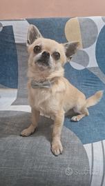 Chiuhauha maschio
