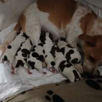 Cuccioli jack russel