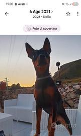 Pinscher